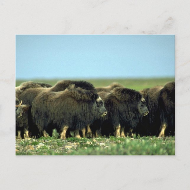 Postal Musk Oxen (Anverso)