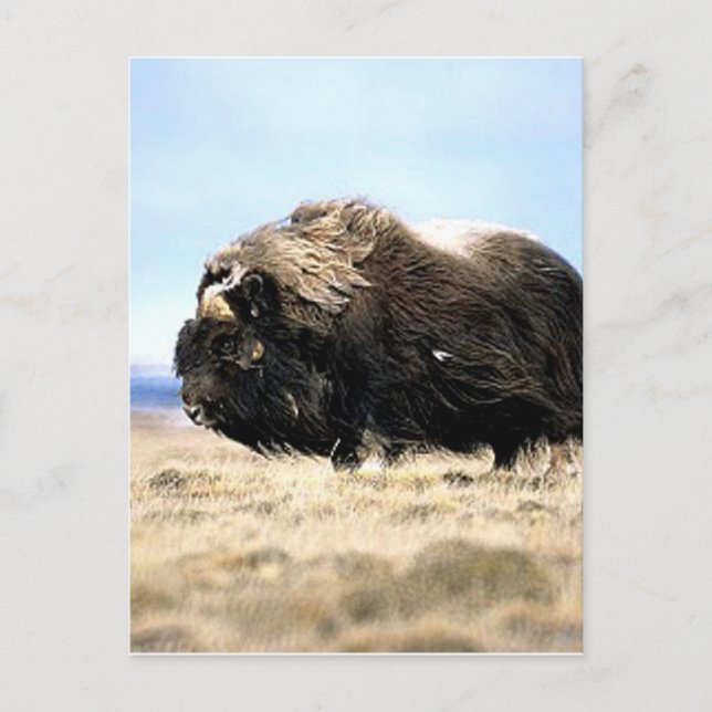 Postal Musk Oxen (Anverso)