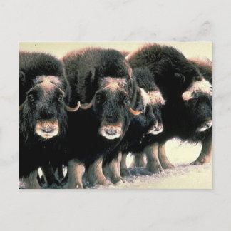Postal Musk Oxen