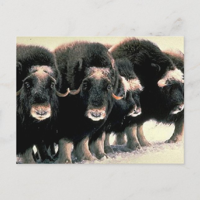 Postal Musk Oxen (Anverso)