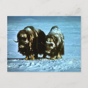 Postal Musk Oxen