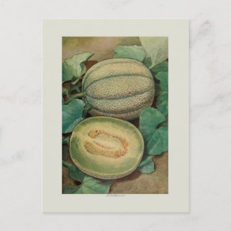 Postal Muskmellon