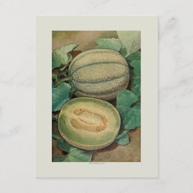 Postal Muskmellon (Anverso)
