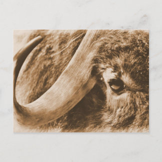 Postal Muskox