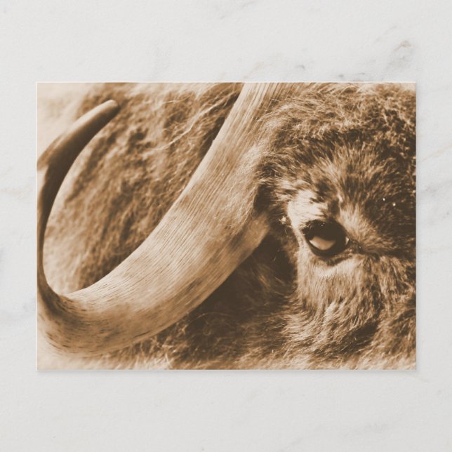 Postal Muskox (Anverso)