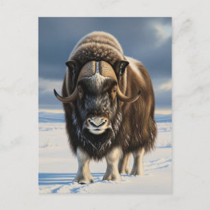 Postal Muskox en el Parque Nacional de Aulavik, Canadá