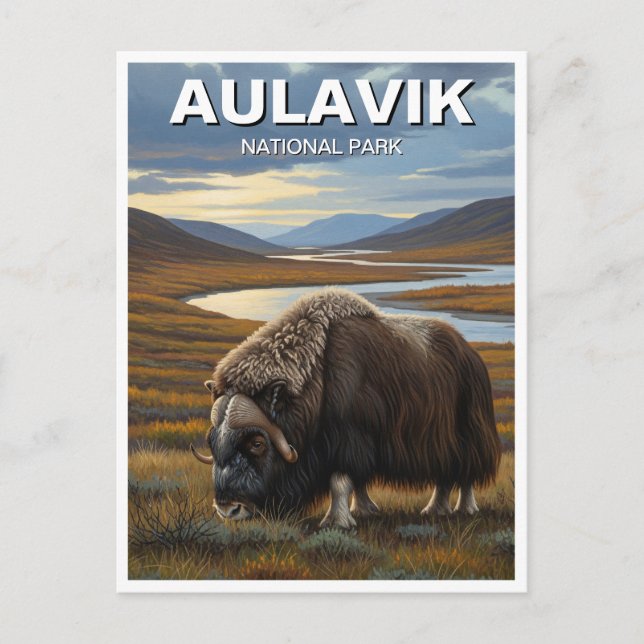 Postal Muskox en el Parque Nacional de Aulavik, Canadá (Anverso)