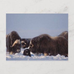 Postal muskox, moschatus del Ovibos, toro y vaca con