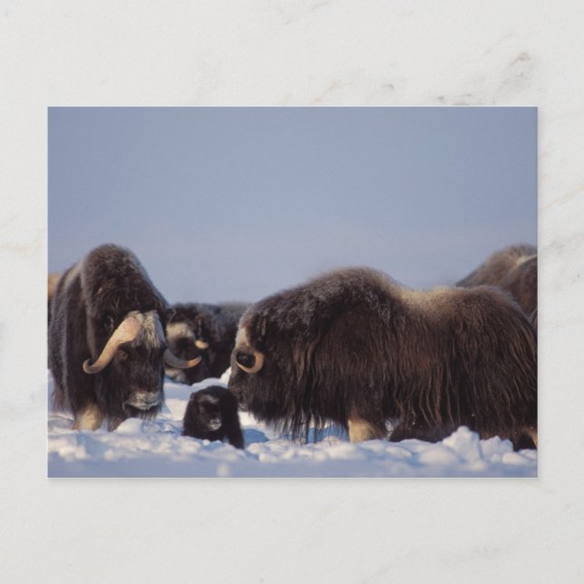 Postal muskox, moschatus del Ovibos, toro y vaca con (Anverso)