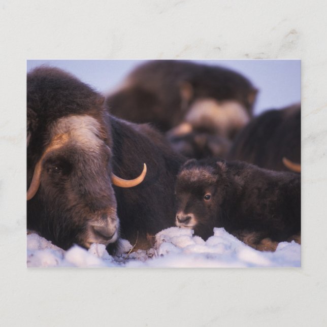 Postal muskox, Ovibos moschatus, vaca con recién nacido, (Anverso)