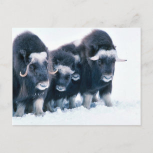 Postal Muskoxen