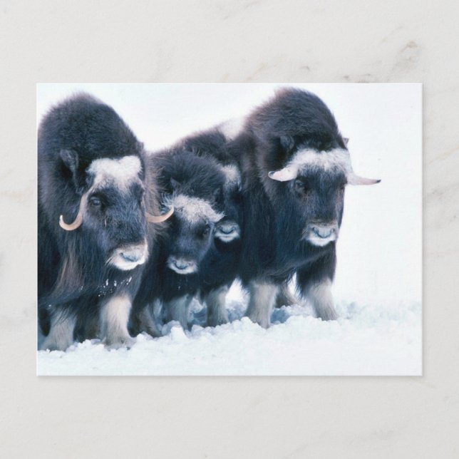 Postal Muskoxen (Anverso)