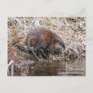 Postal Muskrat