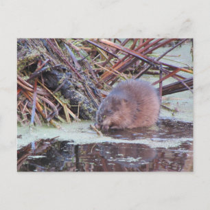 Postal Muskrat