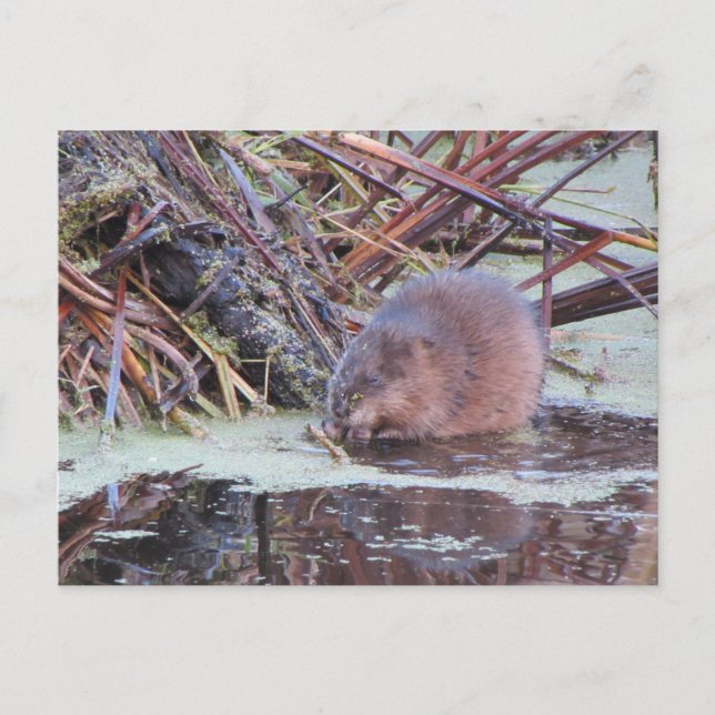 Postal Muskrat (Anverso)