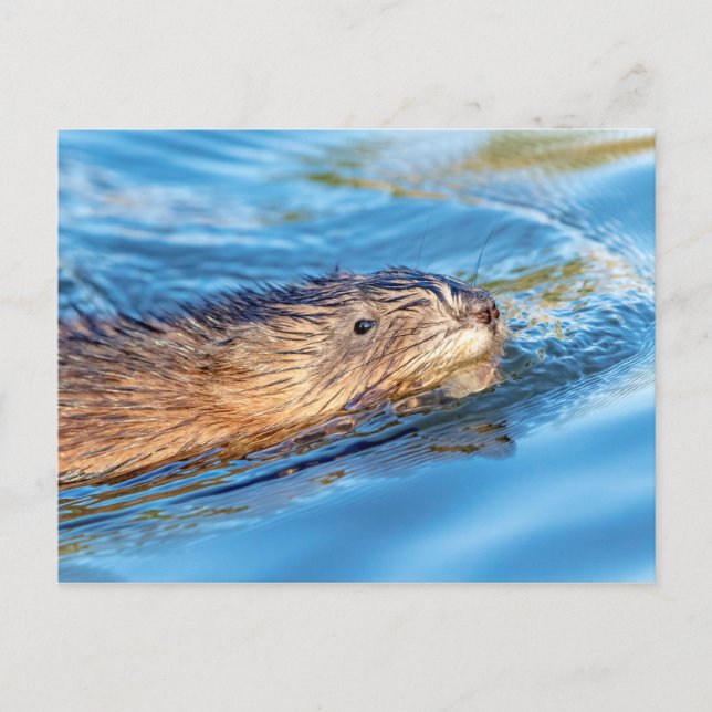Postal Muskrat en la Reserva Ecológica de las Granjas de  (Anverso)