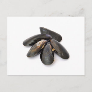 Postal Mussel
