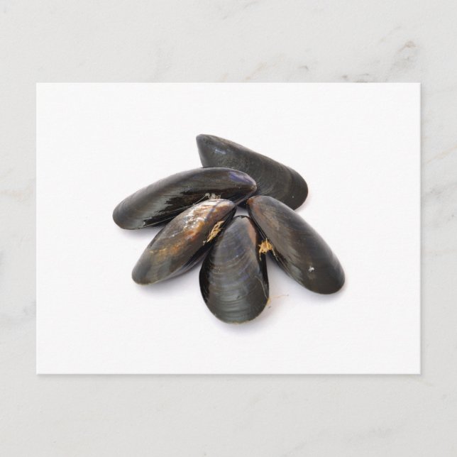 Postal Mussel (Anverso)