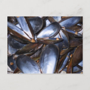 Postal Mussel Shells