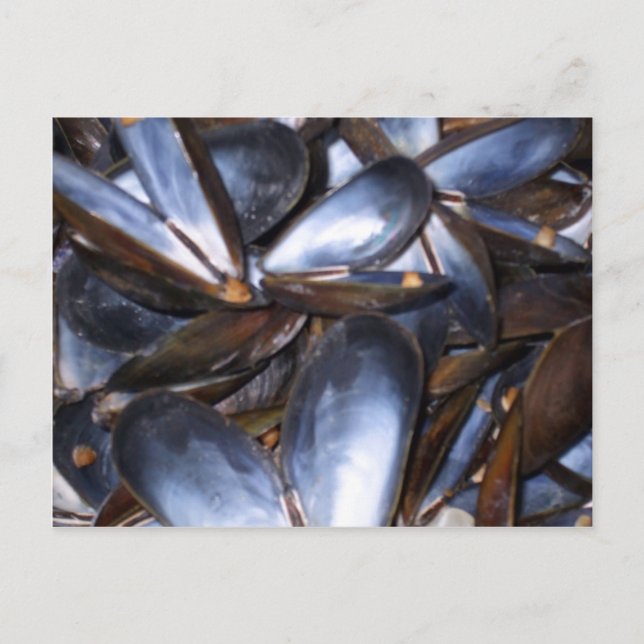 Postal Mussel Shells (Anverso)