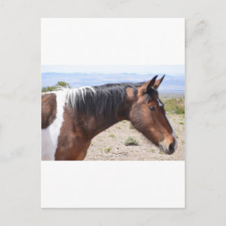 Postal Mustang