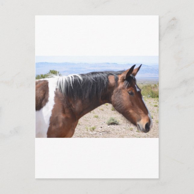 Postal Mustang (Anverso)