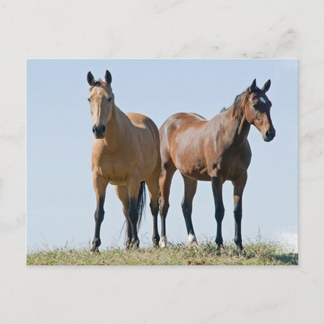 Postal Mustang Horse Pair (Anverso)