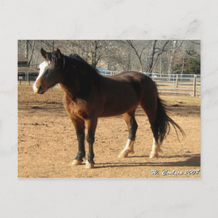 Postal Mustang Mare