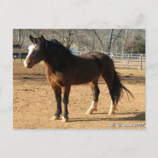Postal Mustang Mare