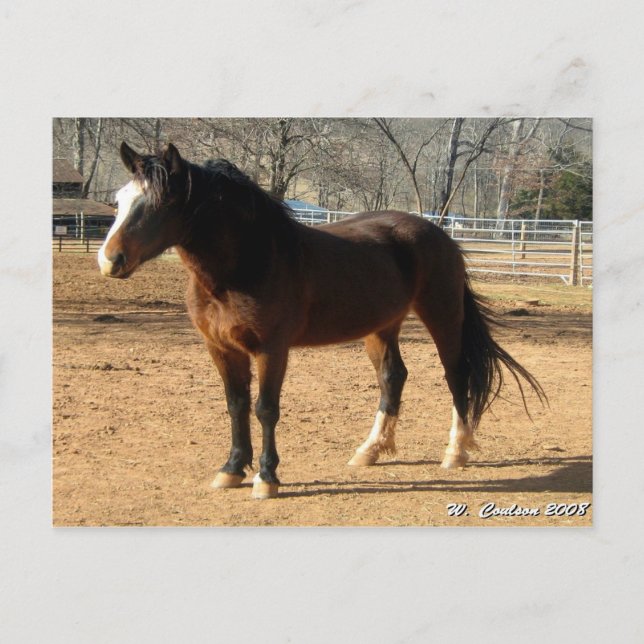 Postal Mustang Mare (Anverso)