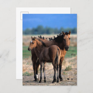 Postal Mustang Mare y los tontos de pie con los pájaros