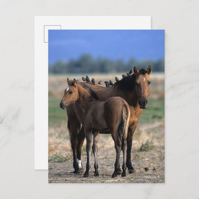 Postal Mustang Mare y los tontos de pie con los pájaros (Anverso / Reverso)