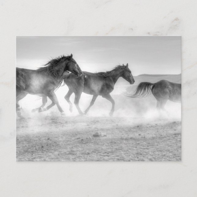 Postal Mustang Run (Anverso)