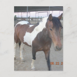 Postal Mustang-Spirit