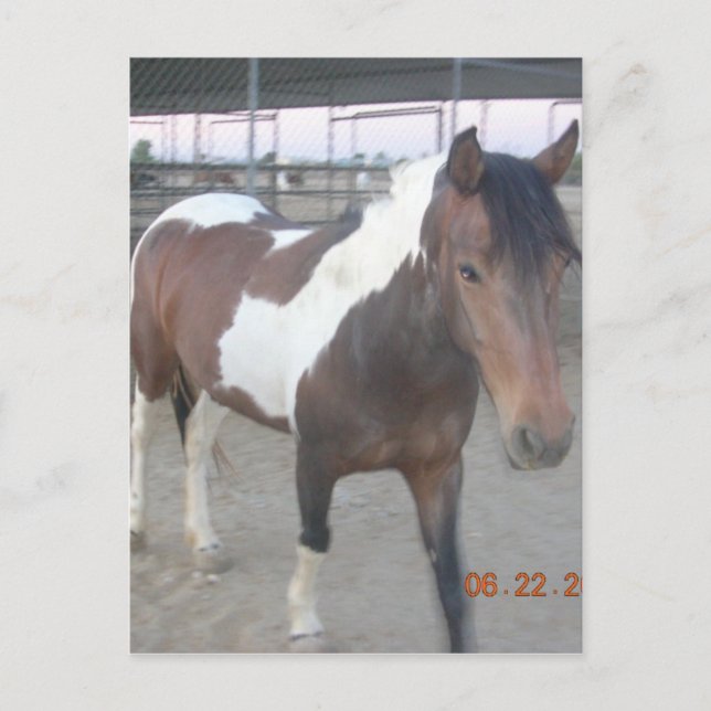Postal Mustang-Spirit (Anverso)