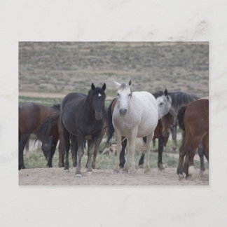 Postal Mustangs de Utah