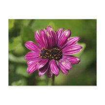 Mutante Osteospermum / Dimorphotheca