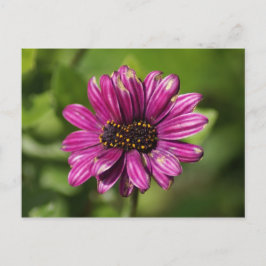 Postal Mutante Osteospermum / Dimorphotheca