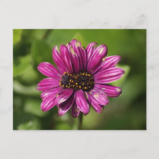 Postal Mutante Osteospermum / Dimorphotheca (Anverso)
