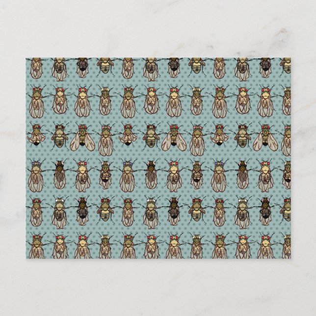 Postal Mutantes de Drosophila (Anverso)