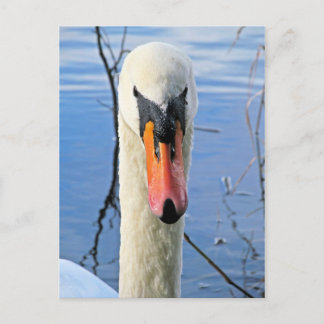 Postal Mute Swan