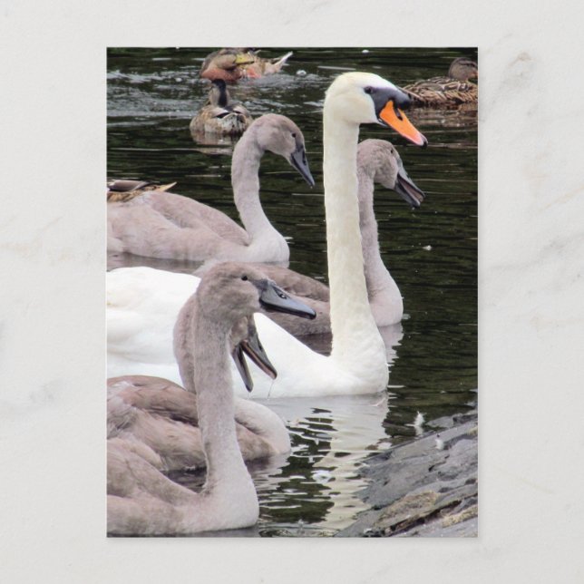 Postal Mute Swan Family (Anverso)