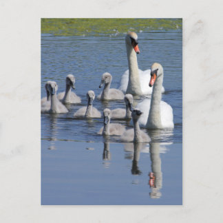 Postal Mute Swan Family