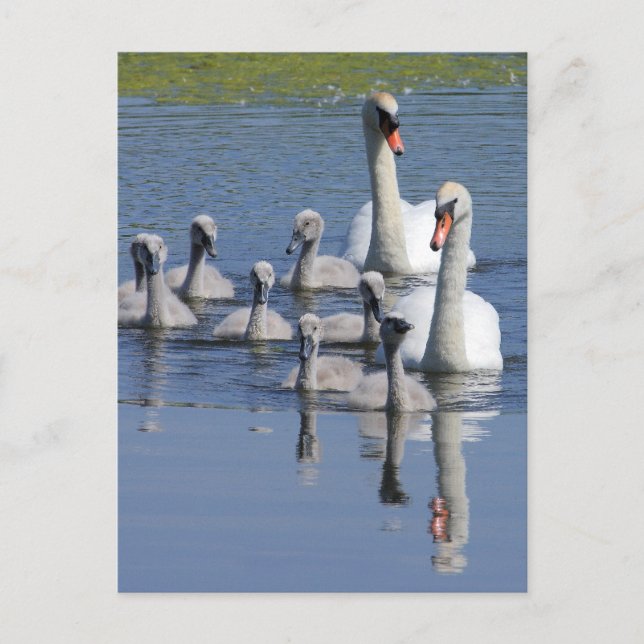 Postal Mute Swan Family (Anverso)