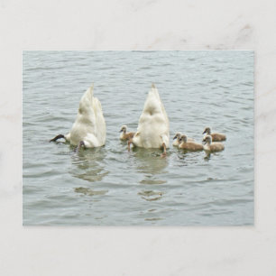 Postal Mute Swan Famly