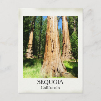 Postal ¡Muy Bonita Postcard Sequoia!