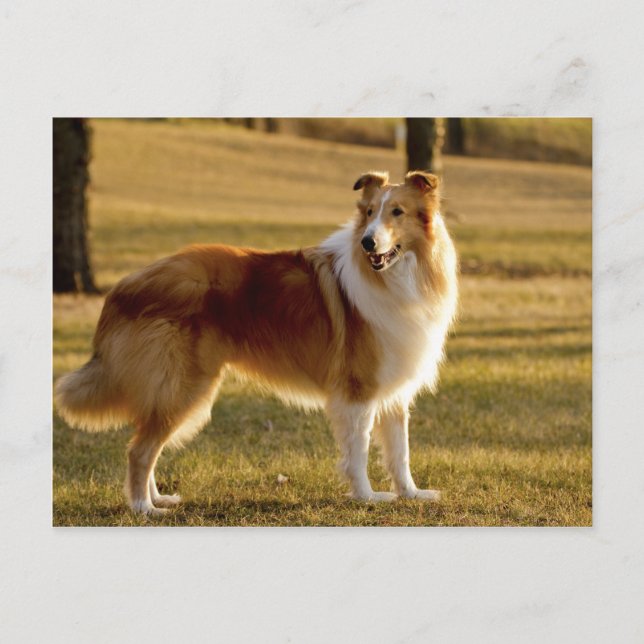 Postal My Collie (Anverso)