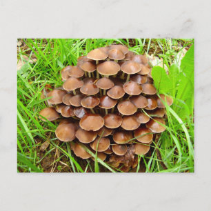Postal Mycena inclinata Mushroom