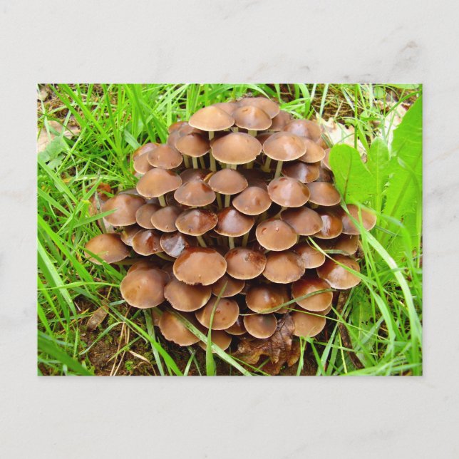 Postal Mycena inclinata Mushroom (Anverso)