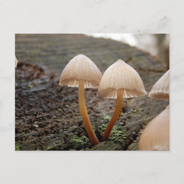 Postal Mycena inclinata Mushroom (Anverso)